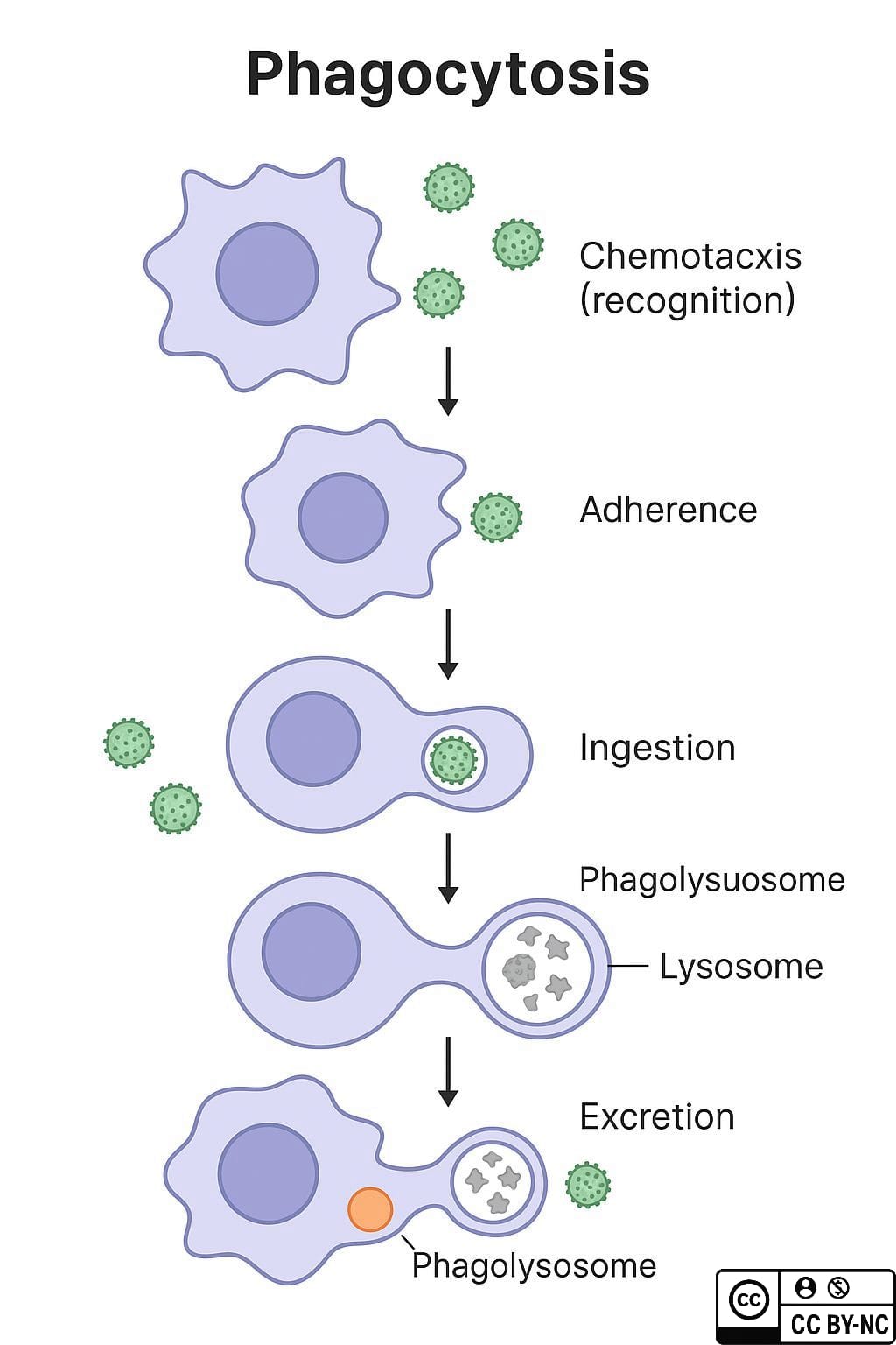 Étapes de la phagocytose